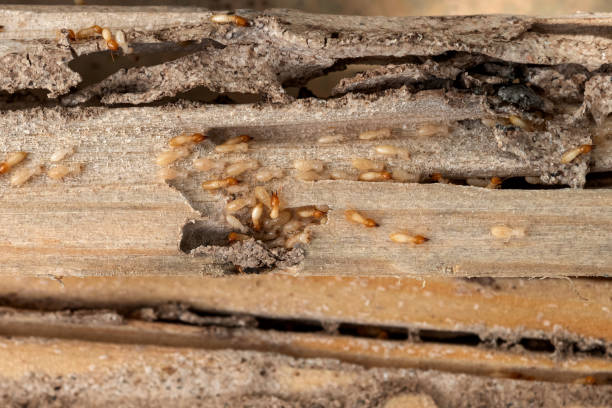 Best Rodent Control Near Me  in Emigration Canyon, UT